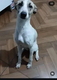 Cachorro raça SRD-ViraLata idade 1 ano nome princesa 