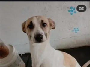 Cachorro raça SRD-ViraLata idade 1 ano nome princesa 