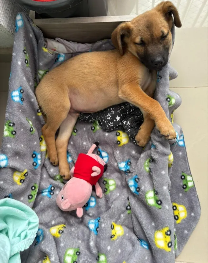 Cachorro raça SRD-ViraLata idade 2 a 6 meses nome Toddy