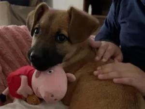 Cachorro raça SRD-ViraLata idade 2 a 6 meses nome Toddy