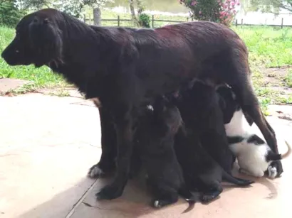 Cachorro raça SRD-ViraLata idade Abaixo de 2 meses nome 9 filhotes. Graxinha, Fumaça, Vira, Black, Bull, Lady, Manchinha, Cacau e Jack
