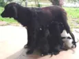 9 filhotes. Graxinha, Fumaça, Vira, Black, Bull, Lady, Manchinha, Cacau e Jack
