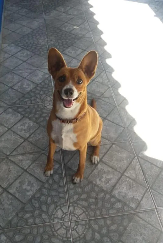 Cachorro raça SRD-ViraLata idade 5 anos nome maricota
