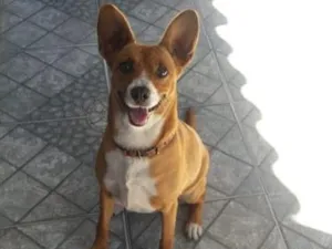 Cachorro raça SRD-ViraLata idade 5 anos nome maricota