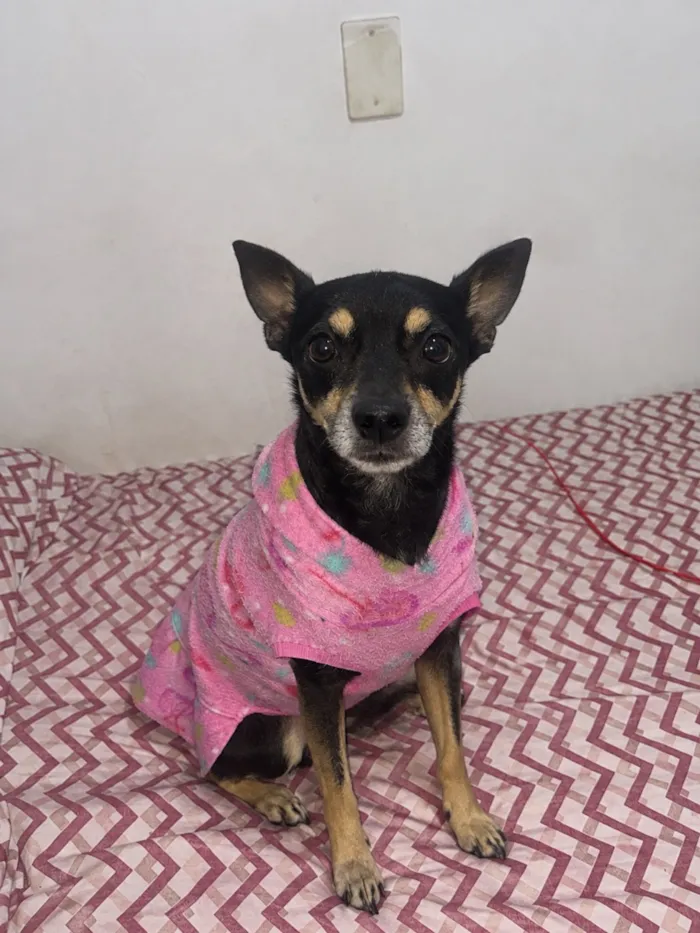 Cachorro raça SRD-ViraLata idade 5 anos nome Luna