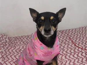 Cachorro raça SRD-ViraLata idade 5 anos nome Luna