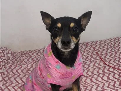 Cachorro raça SRD-ViraLata idade 5 anos nome Luna