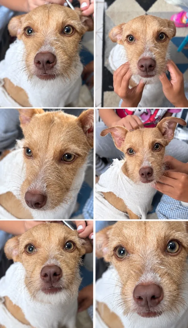 Cachorro raça SRD-ViraLata idade 7 a 11 meses nome Mada