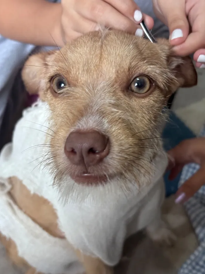 Cachorro raça SRD-ViraLata idade 7 a 11 meses nome Mada