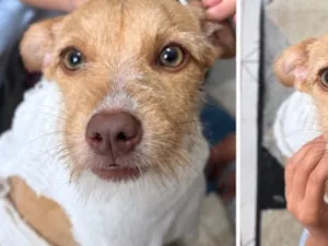 Cachorro raça SRD-ViraLata idade 7 a 11 meses nome Mada