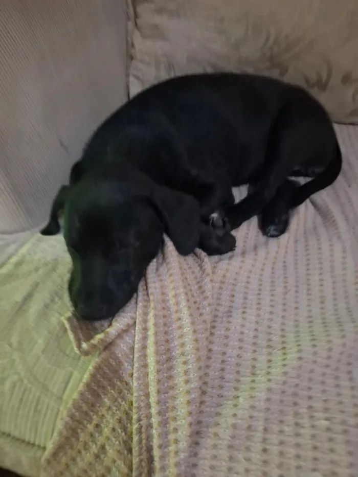 Cachorro raça SRD-ViraLata idade 2 a 6 meses nome Amora