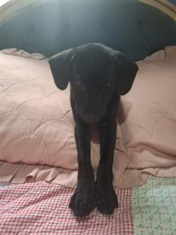Cachorro raça SRD-ViraLata idade 2 a 6 meses nome Amora