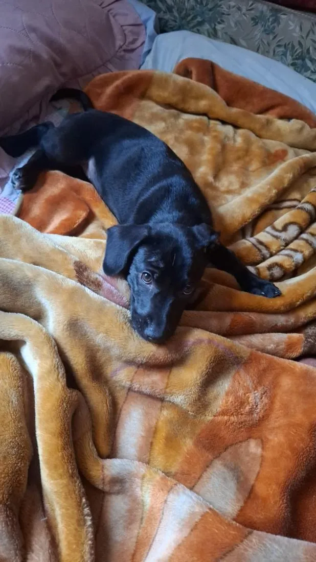 Cachorro raça SRD-ViraLata idade 2 a 6 meses nome Amora