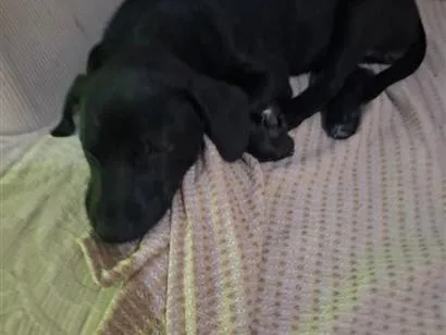 Cachorro raça SRD-ViraLata idade 2 a 6 meses nome Amora