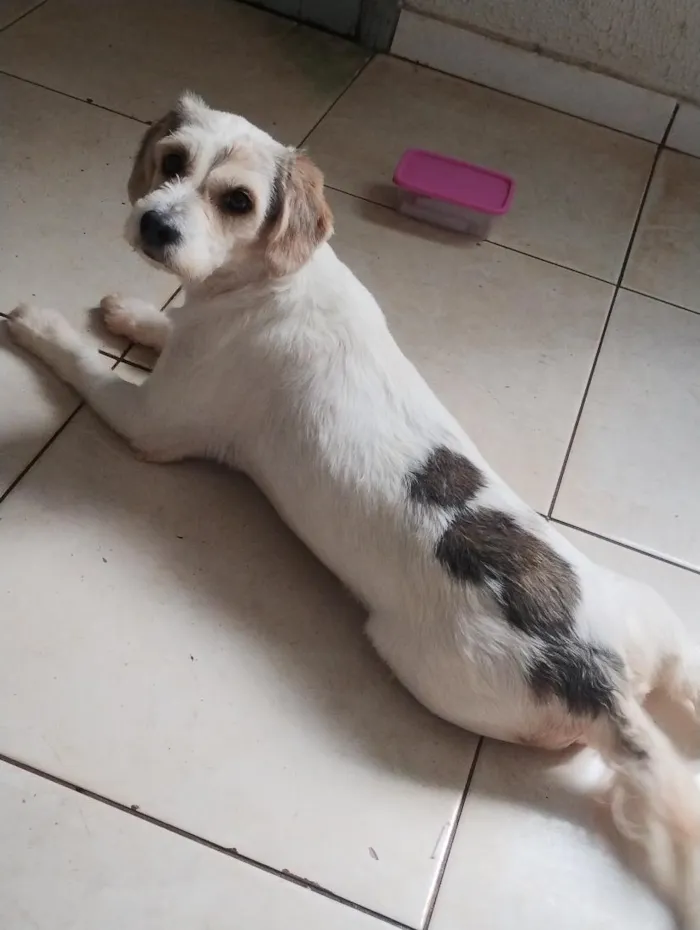 Cachorro raça SRD-ViraLata idade 3 anos nome Athena 