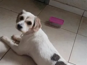 Cachorro raça SRD-ViraLata idade 3 anos nome Athena 