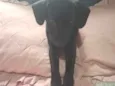 Amora