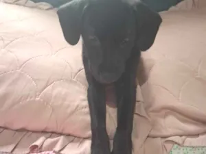 Cachorro raça SRD-ViraLata idade 2 a 6 meses nome Amora