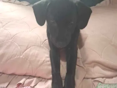 Cachorro raça SRD-ViraLata idade 2 a 6 meses nome Amora