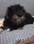 peludo