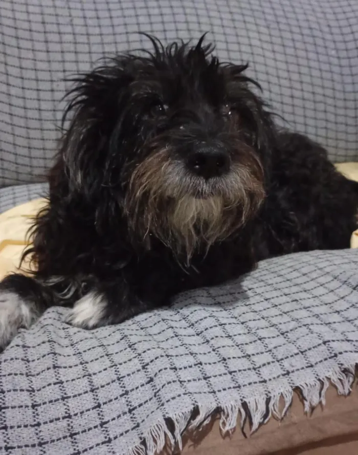 Cachorro raça SRD-ViraLata idade 5 anos nome peludo