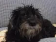 peludo