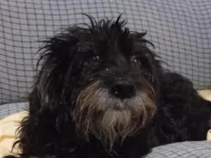 Cachorro raça SRD-ViraLata idade 5 anos nome peludo