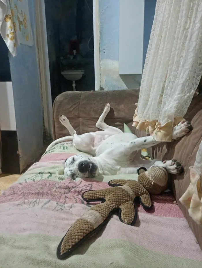 Cachorro raça SRD-ViraLata idade 2 anos nome Meninão