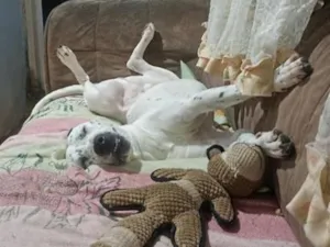 Cachorro raça SRD-ViraLata idade 2 anos nome Meninão
