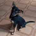 Bidu