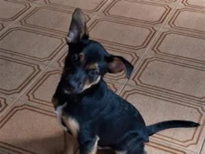 Cachorro raça SRD-ViraLata idade 2 a 6 meses nome Bidu