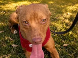 Cachorro raça SRD-ViraLata idade 1 ano nome Mel