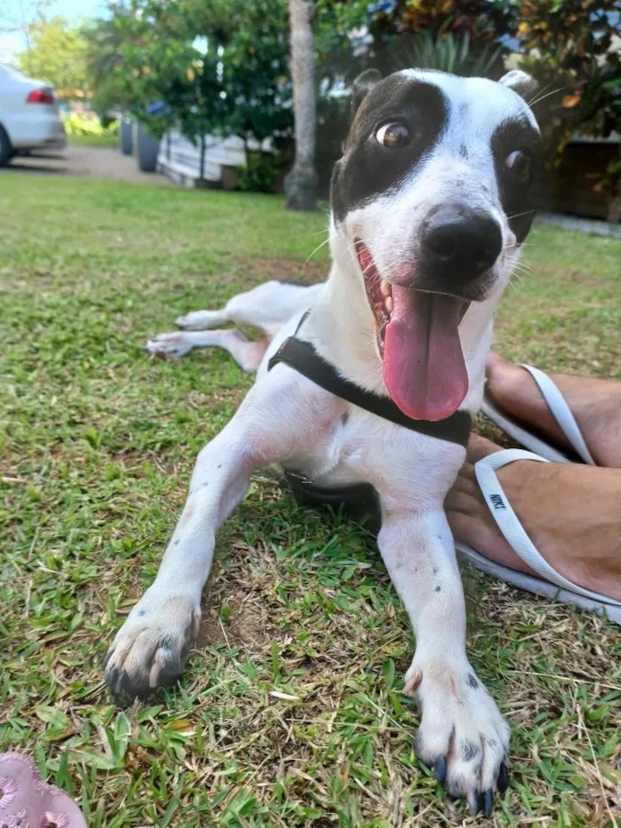 Cachorro raça SRD-ViraLata idade 2 anos nome Penélope 