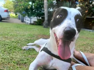 Cachorro raça SRD-ViraLata idade 2 anos nome Penélope 
