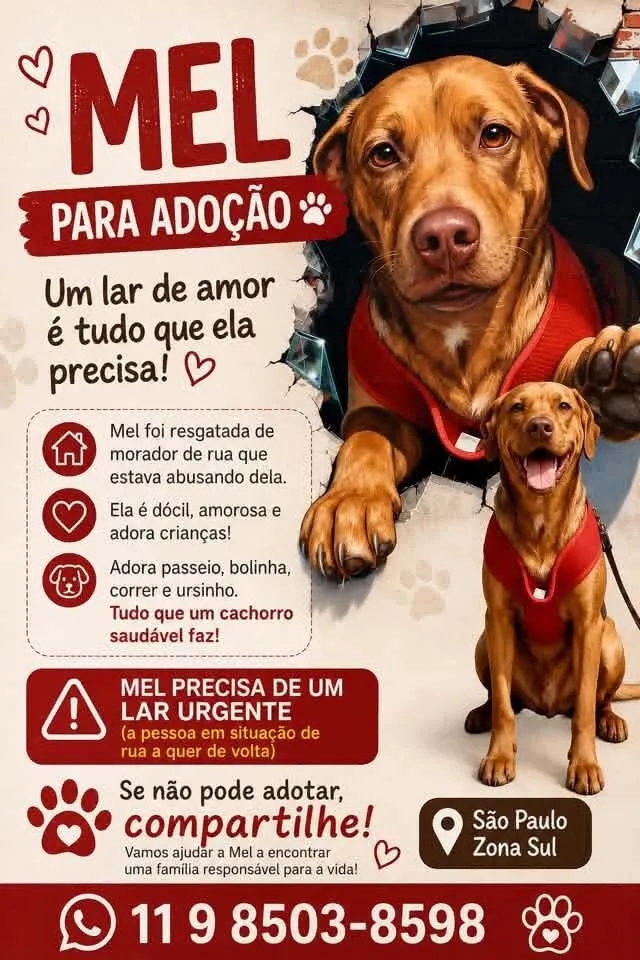 Cachorro raça SRD-ViraLata idade 1 ano nome Mel