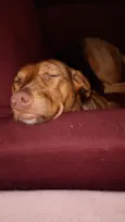 Mel