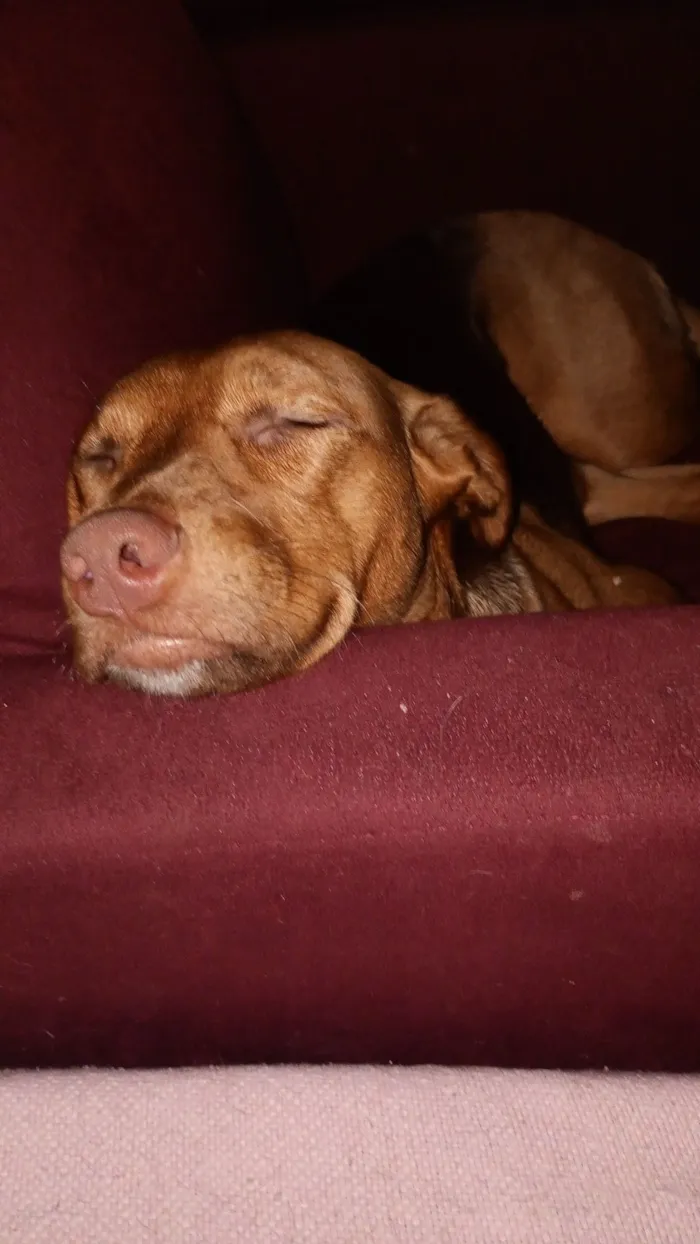 Cachorro raça SRD-ViraLata idade 1 ano nome Mel