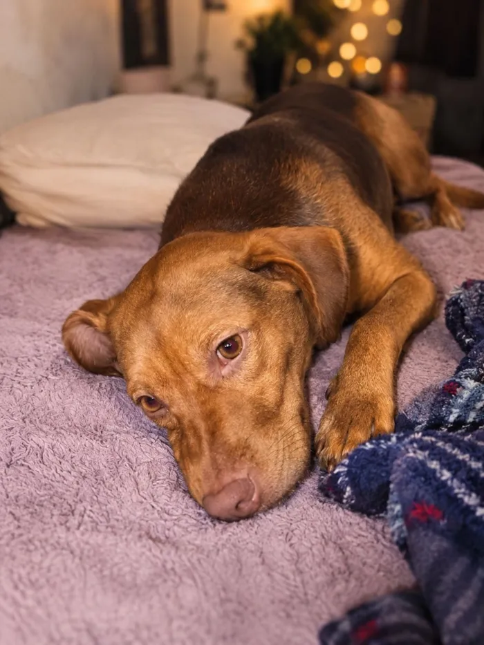 Cachorro raça SRD-ViraLata idade 1 ano nome Mel