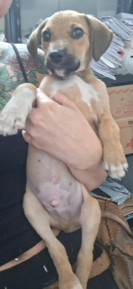 Cachorro raça SRD-ViraLata idade 2 a 6 meses nome júlio cesar 