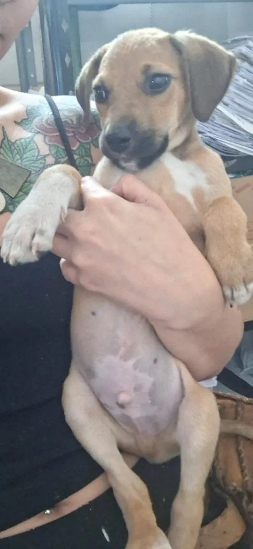 Cachorro raça SRD-ViraLata idade 2 a 6 meses nome júlio cesar 