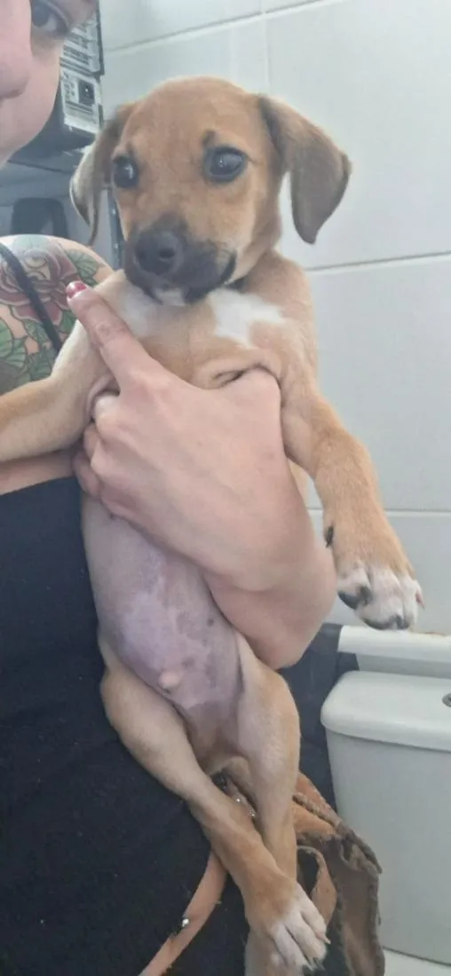 Cachorro raça SRD-ViraLata idade 2 a 6 meses nome júlio cesar 