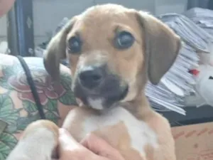 Cachorro raça SRD-ViraLata idade 2 a 6 meses nome júlio cesar 