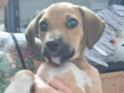 Cachorro raça SRD-ViraLata idade 2 a 6 meses nome júlio cesar 