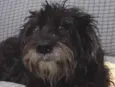 peludo