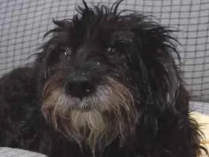 Cachorro raça SRD-ViraLata idade 5 anos nome peludo