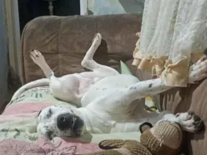 Cachorro raça SRD-ViraLata idade 2 anos nome Meninão