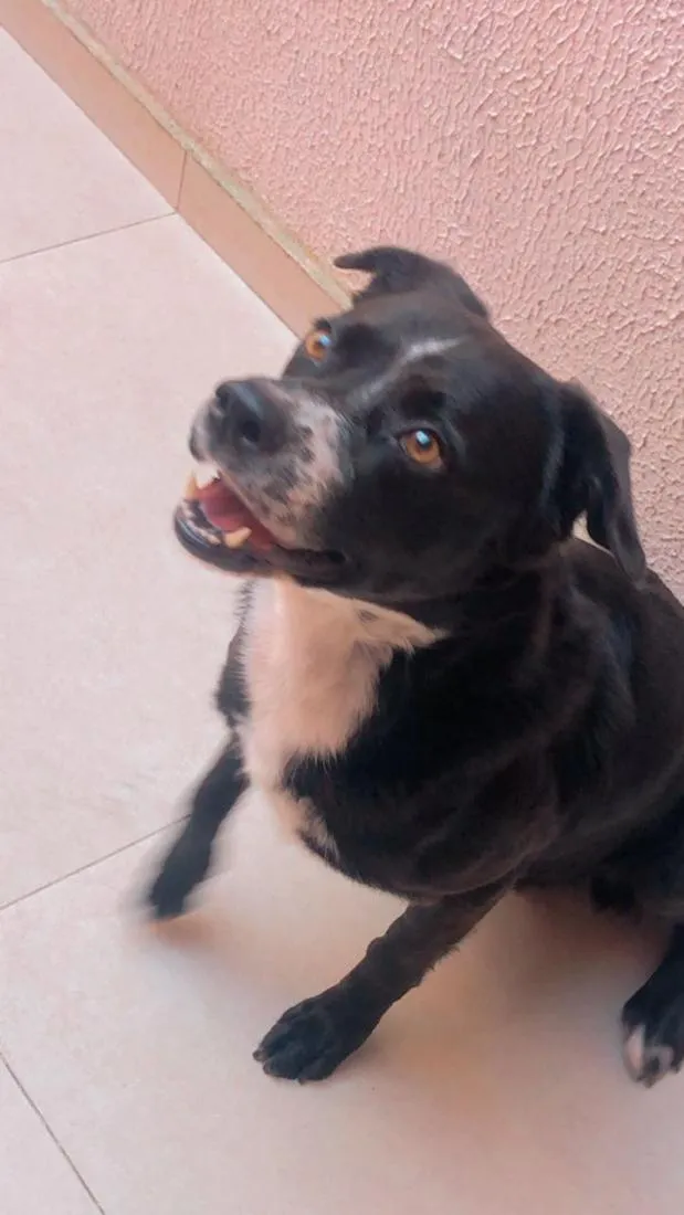 Cachorro raça SRD-ViraLata idade 6 ou mais anos nome Jack 