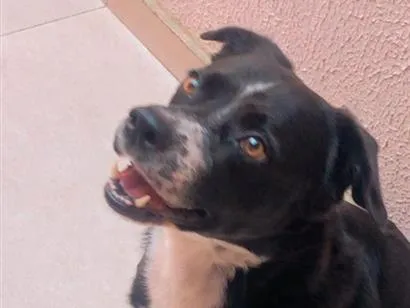 Cachorro raça SRD-ViraLata idade 6 ou mais anos nome Jack 