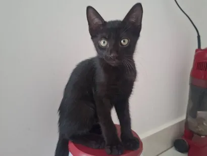 Gato raça SRD-ViraLata idade 2 a 6 meses nome Não tem nome