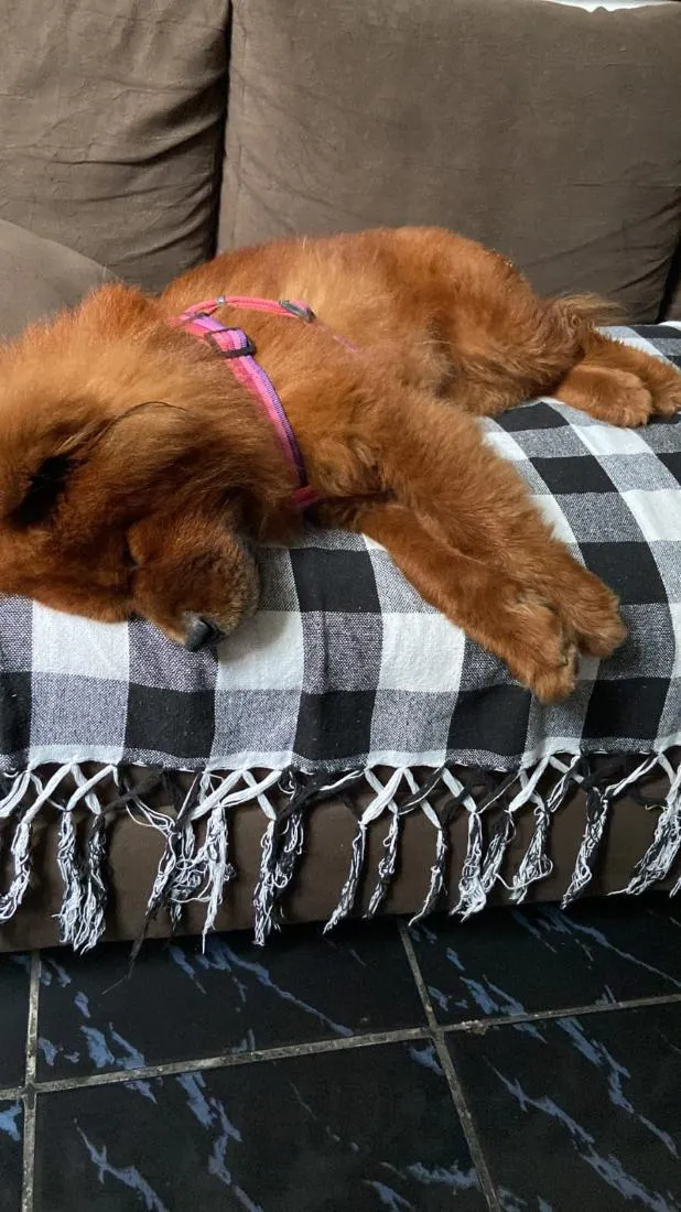 Cachorro raça SRD-ViraLata idade 6 ou mais anos nome Luna